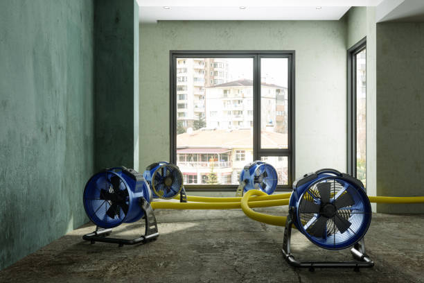 Best Local water damage restoration  in Portales, NM